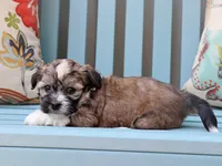 Cinderella - AKC, a female Havanese for sale in Roanoke, IL – 2 of 2