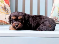 Amazon, a female Cavapoo and Havanese for sale in Roanoke, IL – 2 of 2