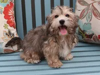 Verna, a female Havanese for sale in Roanoke, IL – 2 of 4