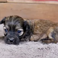 Geno, a male Havanese for sale in Roanoke, IL – Photo 6 of 6