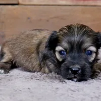 Geno, a male Havanese for sale in Roanoke, IL – Photo 5 of 6