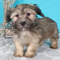 Geno, a male Havanese for sale in Roanoke, IL – Photo 4 of 6