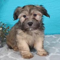 Geno, a male Havanese for sale in Roanoke, IL – Photo 3 of 6