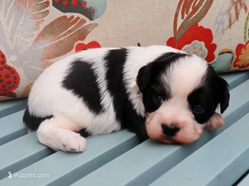 Forrest – Cavapoo, Havanese puppy for sale in Roanoke, IL
