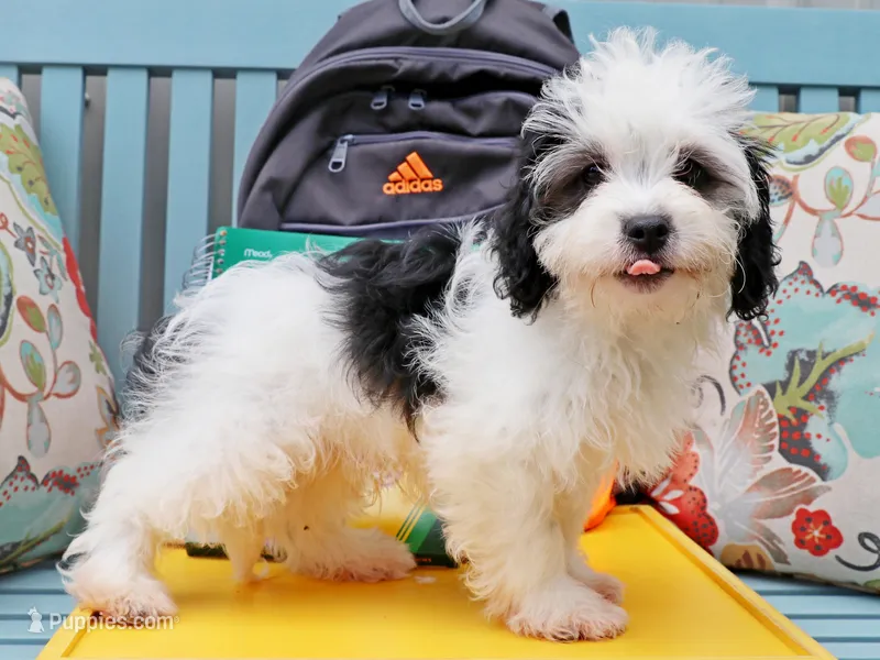 Micro – Cavapoo, Havanese puppy for sale in Roanoke, IL