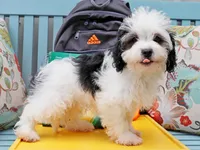 Micro, a male Cavapoo and Havanese for sale in Roanoke, IL – 1 of 2