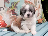 Lamine, a female Havanese for sale in Roanoke, IL – 2 of 2