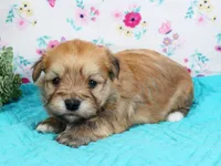 Cupid, a male Havanese for sale in Roanoke, IL – Photo 2 of 2