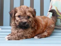 Charming - AKC, a male Havanese for sale in Roanoke, IL – 2 of 2