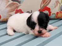 Hunter, a male Cavapoo and Havanese for sale in Roanoke, IL – 1 of 2