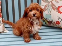 Whitney, a female Cavapoo for sale in Roanoke, IL – 2 of 2