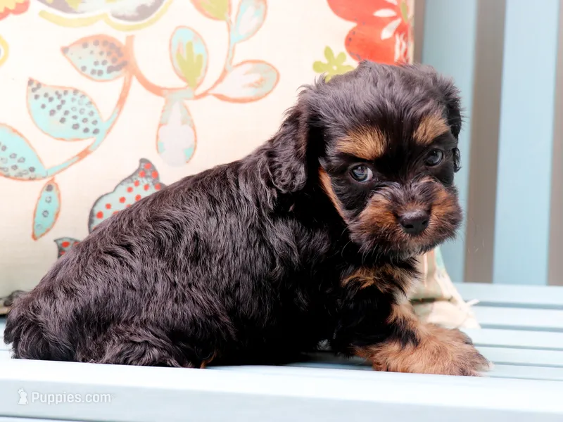Amazon – Cavapoo, Havanese puppy for sale in Roanoke, IL