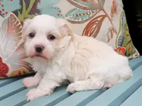 Nickel, a male Havanese for sale in Roanoke, IL – 2 of 2