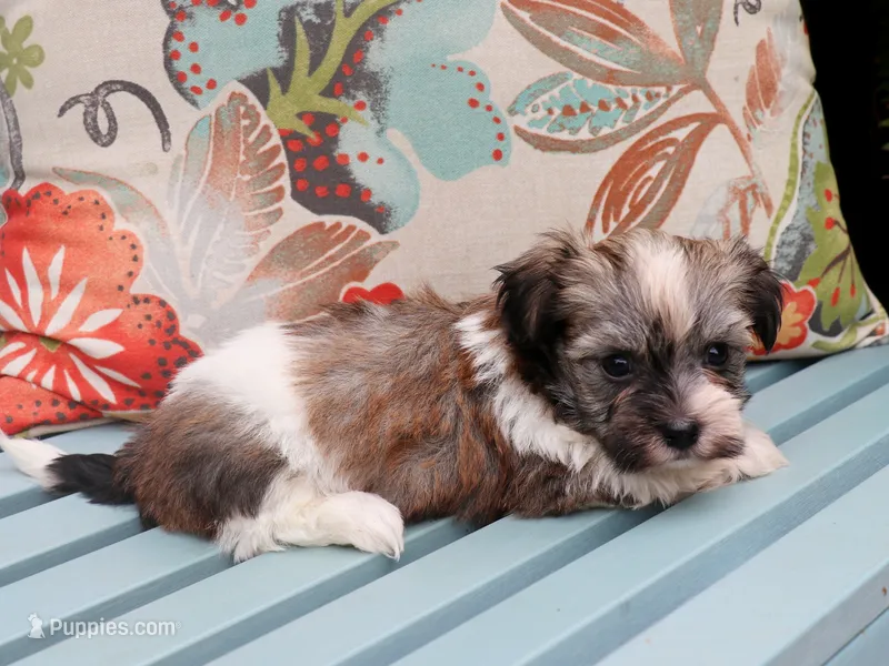 Kane – Havanese puppy for sale in Roanoke, IL