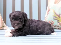 Goog, a female Cavapoo and Havanese for sale in Roanoke, IL – 2 of 2