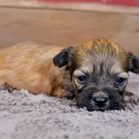 Dak, a male Havanese for sale in Roanoke, IL – Photo 5 of 6