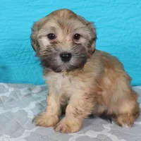 Dak, a male Havanese for sale in Roanoke, IL – Photo 3 of 6