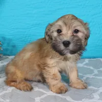 Dak, a male Havanese for sale in Roanoke, IL – Photo 4 of 6