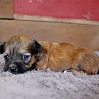 Dak, a male Havanese for sale in Roanoke, IL – Photo 6 of 6