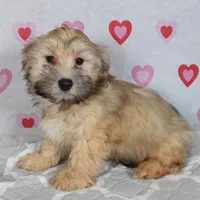 Dak, a male Havanese for sale in Roanoke, IL – Photo 1 of 6