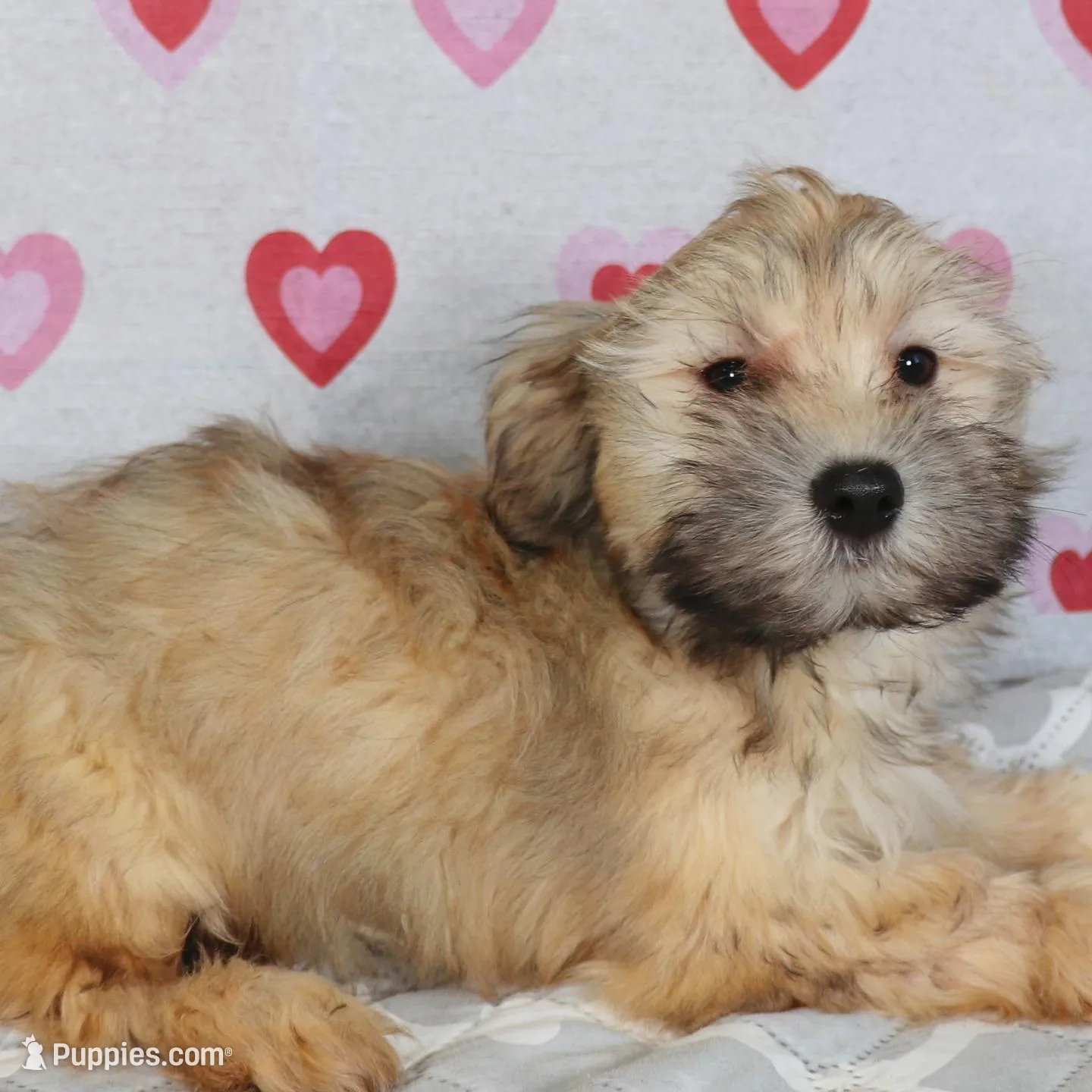 Dak, a male Havanese for sale in Roanoke, IL – Photo 2 of 6