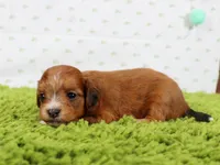 Woodrow, a male Havapoo for sale in Roanoke, IL – Photo 2 of 2