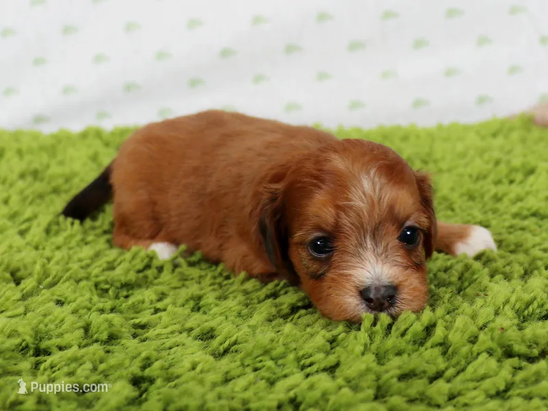 Woodrow – Havapoo puppy for sale in Roanoke, IL