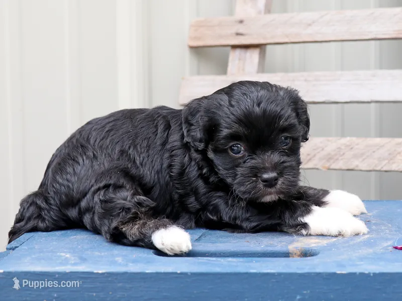 Goog – Cavapoo, Havanese puppy for sale in Roanoke, IL