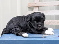 Goog, a female Cavapoo and Havanese for sale in Roanoke, IL – 1 of 2