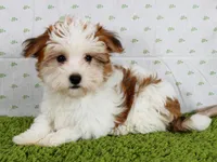 Faith, a female Havanese for sale in Roanoke, IL – Photo 2 of 4