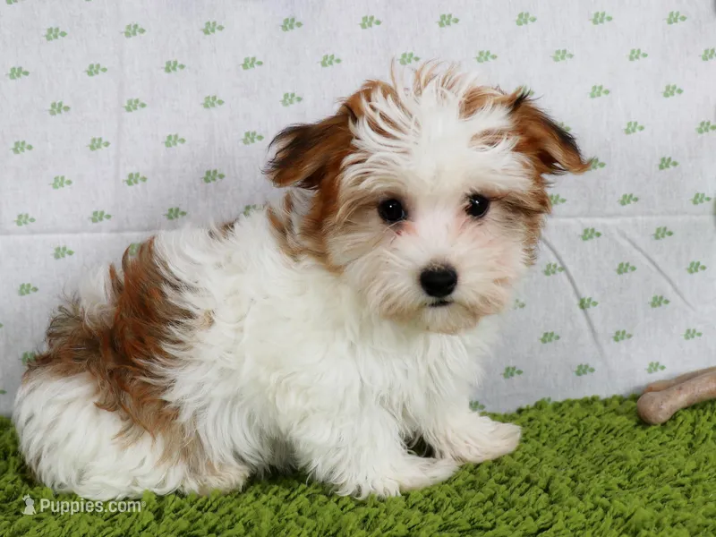 Faith – Havanese puppy for sale in Roanoke, IL