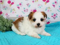 Faith, a female Havanese for sale in Roanoke, IL – Photo 2 of 2