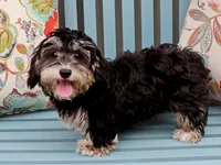 Jellybean, a female Havanese for sale in Roanoke, IL – 2 of 6
