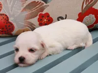 Jean, a female Havanese for sale in Roanoke, IL – 2 of 2