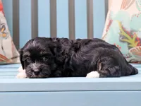 Tesla, a male Cavapoo and Havanese for sale in Roanoke, IL – 2 of 2