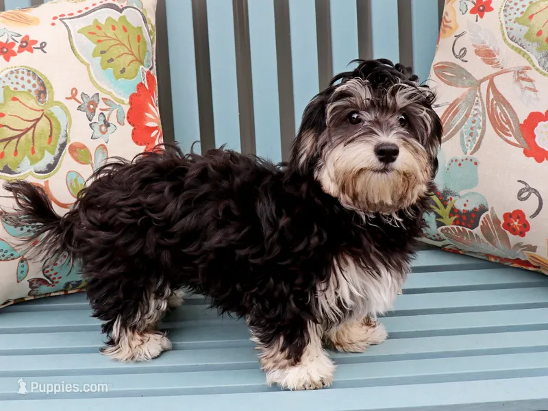 Jellybean – Havanese puppy for sale in Roanoke, IL