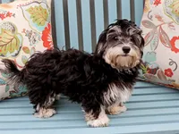 Jellybean, a female Havanese for sale in Roanoke, IL – 1 of 6