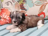 Messi, a female Havanese for sale in Roanoke, IL – 2 of 2