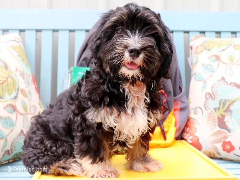 Tesla – Cavapoo, Havanese puppy for sale in Roanoke, IL