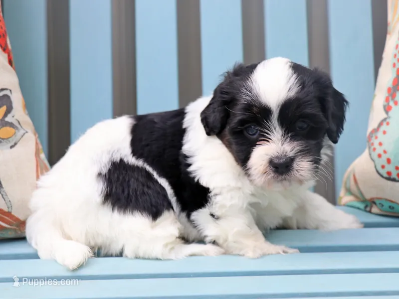 Vidia – Cavapoo, Havanese puppy for sale in Roanoke, IL