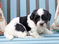 Vidia, a female Cavapoo and Havanese for sale in Roanoke, IL – 1 of 2