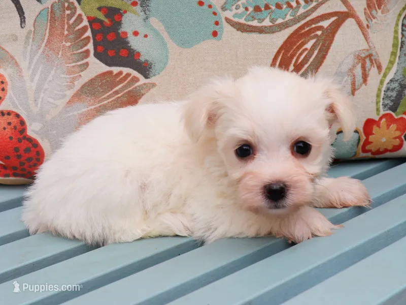 Haaland – Havanese puppy for sale in Roanoke, IL
