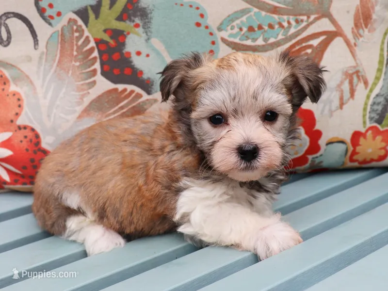 Mbappe – Havanese puppy for sale in Roanoke, IL