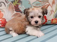 Mbappe, a male Havanese for sale in Roanoke, IL – 1 of 2