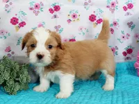 Churro, a male Havanese for sale in Roanoke, IL – Photo 2 of 2