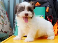 Ruthye, a female Havanese for sale in Roanoke, IL – 2 of 2
