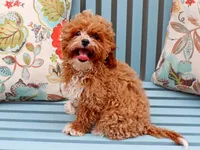 Elbert, a male Cavapoo for sale in Roanoke, IL – 2 of 2