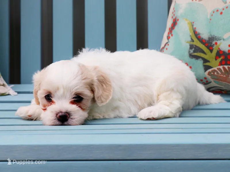 Apple – Cavapoo, Havanese puppy for sale in Roanoke, IL