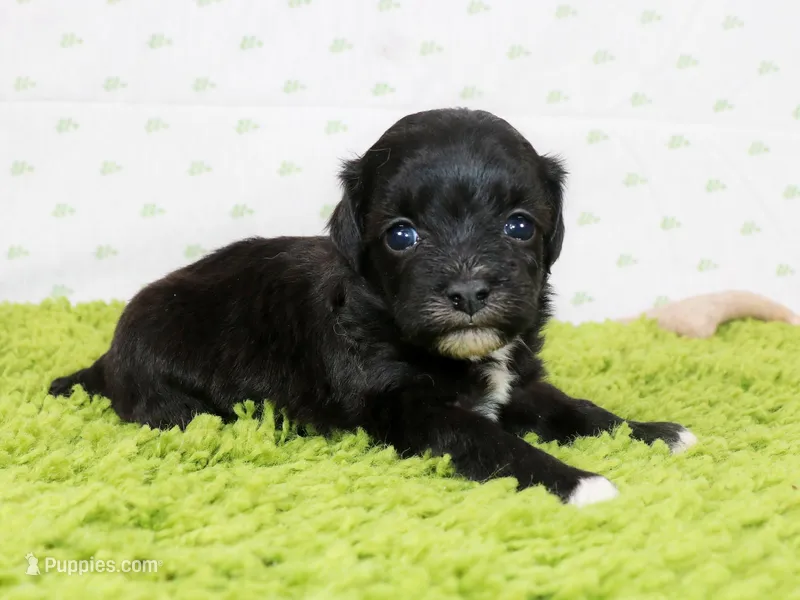 Geege – Havapoo puppy for sale in Roanoke, IL