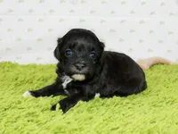 Geege, a female Havapoo for sale in Roanoke, IL – 2 of 2